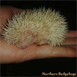 Pedigreed Hedgehog Babies from Ethical Breeder