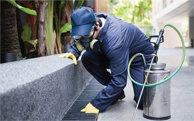 Boxelder Bug Control Vaughan - Same-day Emergency Service Ontario