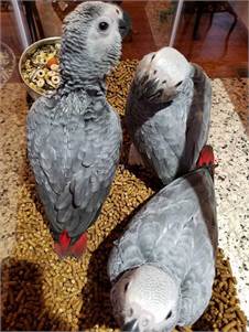 BREEDING PAIRS OF AFRICAN GREYS, MACAWS, ELECTUS, AND THEIR BABIES