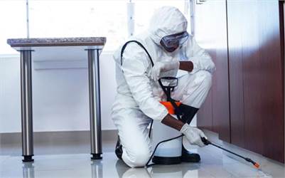 Carpenter Ant Removal Kleinburg Same-day Emergency Service