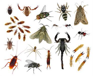Yellow Jacket Removal Maple – Same-day Emergency Service